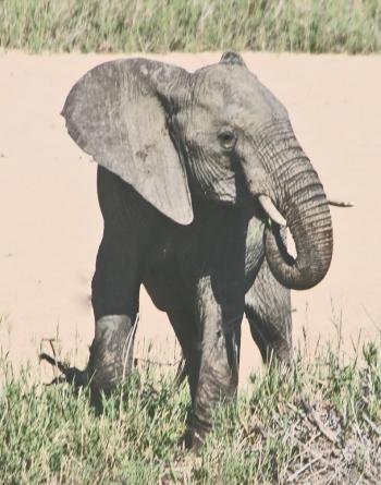 Scene in Addo Elephant National Park, near Port Elizabeth, South Africa. Photo by Joyce Bruck