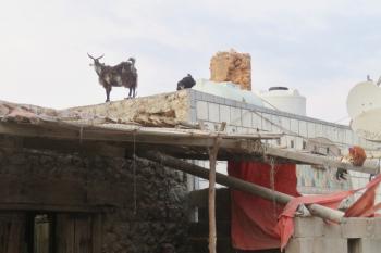 Goats atop a house in Socotra, Yemen. Photo by Alla Campbell