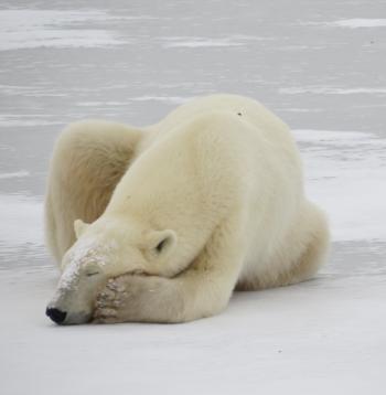 Resting on the ice.