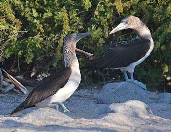 Blue-footed boobies on Isabella Island in the Galápagos Islands. Photo by Carol Crabill