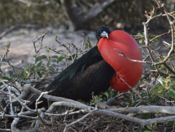 Male frigate bird on Genovesa Island, Galápagos Islands. Photo by Carol Crabill