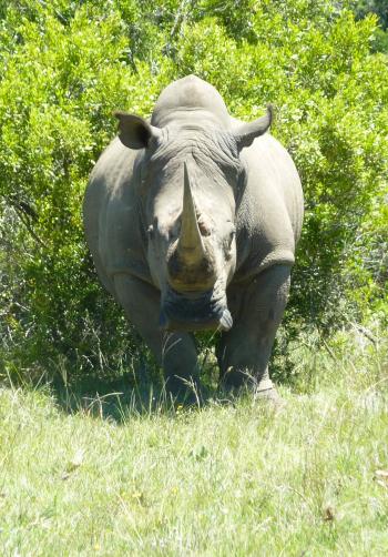 A white rhino in the Lalibela Game Reserve, outside Port Elizabeth, South Africa.