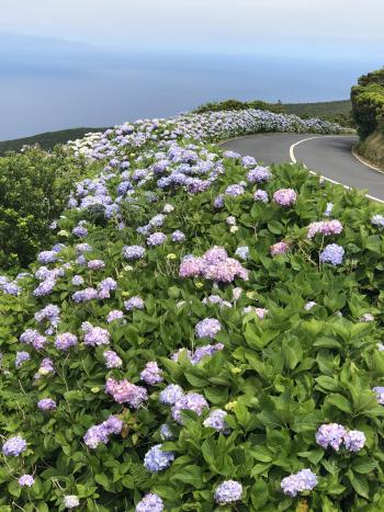 On all four islands we visited in the Azores, we saw rows of hydrangeas lining the roads and being used as cattle fences. Photo by Norman Dailey