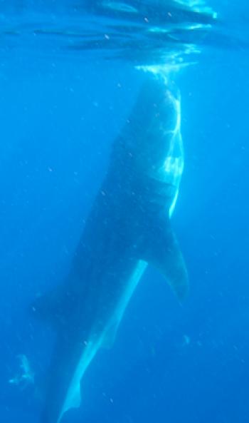 A whale shark vertically feeding. Photo by Susan Dailey