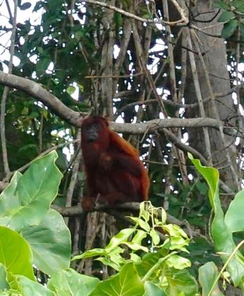 Howler monkey — Guyana.