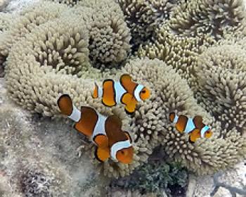 Family of anemonefish — Raja Ampat archipelago, Indonesia. Photo by Andrea Duggan