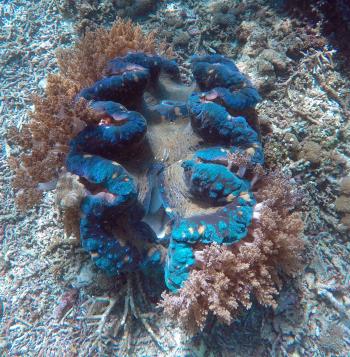 Giant clam — Raja Ampat archipelago, Indonesia. Photo by Andrea Duggan