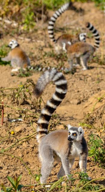 Ring-tailed lemurs in Madagascar's Anja Community Reserve.