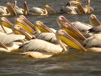 Pelicans (white, each with orange upper bill, bright-yellow pouch) at Djoudj National Bird Sanctuary, Senegal. Photo by Gordon W. Draper