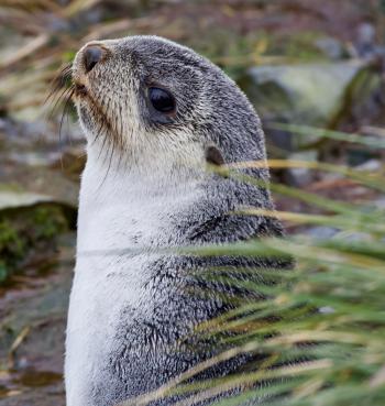 Young fur seal on Prion Island.