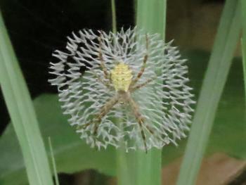 Spider in a peculiar web — Republic of the Congo.