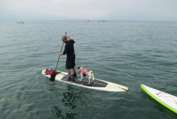 Bailey the dog, a “resident” at Casa Colonial PanaSurf in Panajachel, goes paddleboarding daily.