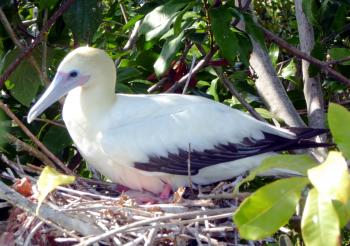 Red-footed booby on its nest on Lighthouse Reef Atoll in Belize. Photo by Pauline Ho