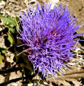 Artichokes, as this one here in flower, edge the stone wall of the vegetable garden in Kolymbetra. Photo by Yvonne Michie Horn