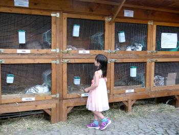 A little girl visiting rabbits among the farm animals.