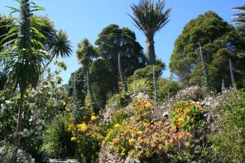 About 6,000 species of plants grow in the garden — Tresco, Scilly Isles. Photo courtesy of Tresco Abbey Garden