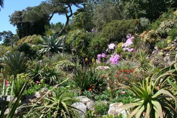 Part of the garden in the Scilly Isles. Photo courtesy of Tresco Abbey Garden