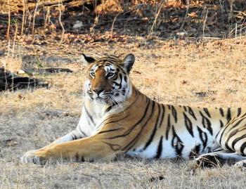 A female royal Bengal tiger.