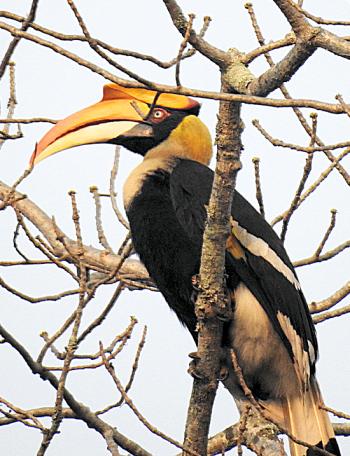 A giant hornbill, one of many species of birds spotted on our Indian safari.
