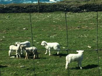 It was lambing season, so there were many little newborn lambs.