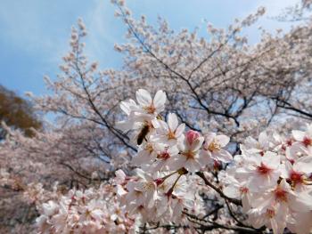 Beautiful cherry blossoms could be found throughout our tour.
