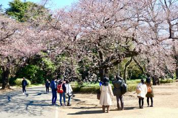 Springtime at Shinjuku Gyoen National Garden, Tokyo.