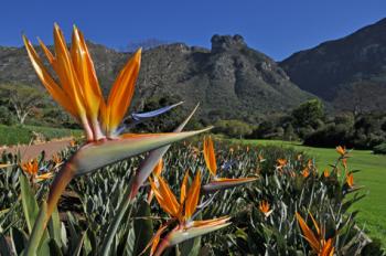 <i>Strelitzia reginae</i>, the bird of paradise flower, at the main entrance to Kirstenbosch National Botanical Garden — Cape Town, South Africa. Photo by Alice Notten for Kirstenbosch NBG