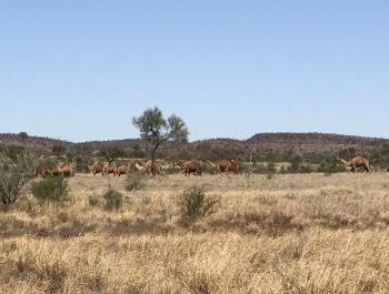 Wild camels abound in the desert of central Australia.