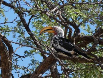 Southern yellow-billed hornbill in the Central Kalahari Game Reserve, Botswana.