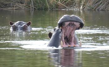 Hippos in the Okavango Delta, northern Botswana.