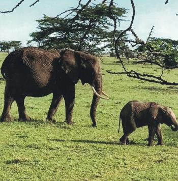 Mother and baby at Kicheche Valley camp in the Maasai Mara.