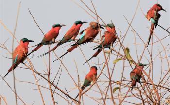 Southern carmine bee-eaters in the eastern Caprivi Strip of Namibia. Photo by Fred Koehler