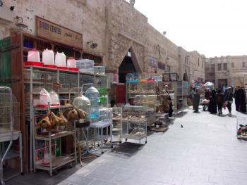 Bird market in Souq Waqif — Doha, Qatar.
