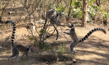 Ring-tailed lemurs playing.