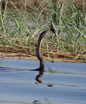 An African darter, or snakebird, catching a fish in the Chobe River — Botswana. Photo by Helen W. Melman
