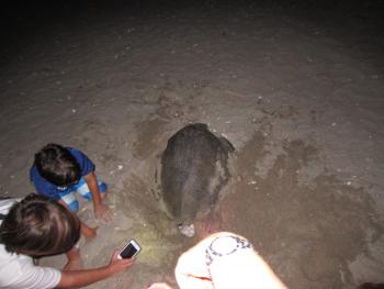 Olive ridley sea turtle nesting on the beach at La Flor Wildlife Refuge in Nicaragua. Photo by Dave Wiltzius