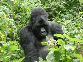 Rwanda gorilla. Photo by Brenda Milum