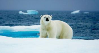 Our first sighting of a polar bear as we explored the waters via Zodiac.