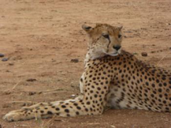Cheetah in Tarangire National Park, Tanzania.