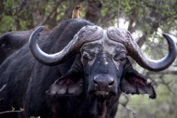 Cape buffalo with red-billed oxpecker on its back — Timbavati Reserve, South Africa.