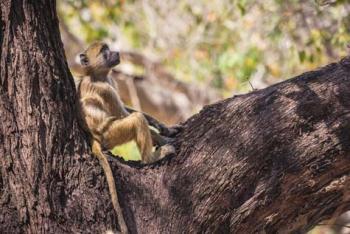 Vervet monkey in the Timbavati Private Nature Reserve, northeastern South Africa. Photo by Pat Steffes