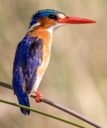 With a bright-blue back plus orange cheeks, beak and feet, a malachite kingfisher perches in the Okavango Delta, Botswana. Photo by Pat Steffes