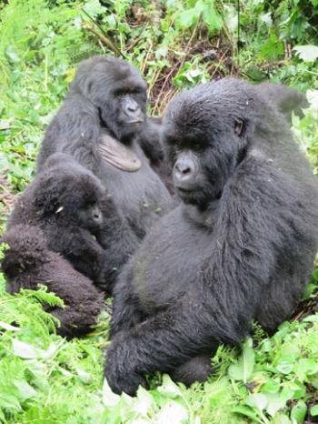 Small group of gorillas from the Kwitonda family. Photos by Esther Perica