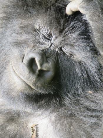 Close-up of a sleeping gorilla. 