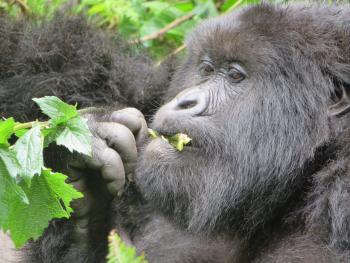 A gorilla eating some tasty leaves. 