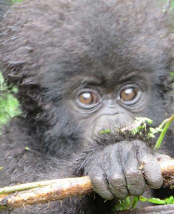 Baby gorillas would walk toward us before being snatched by a mother or aunt.