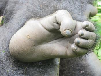 A gorilla’s foot is built much like one of its hands. 
