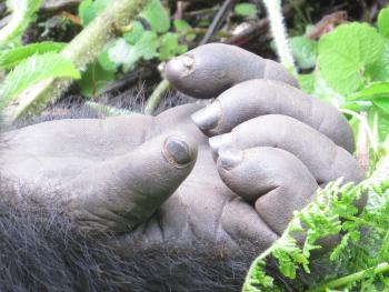 A gorilla’s hand looks much like a human's. 