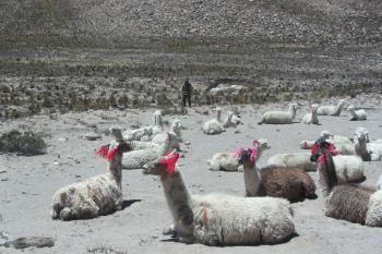 A herdsman with his llamas and alpacas.