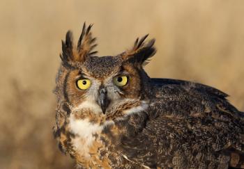 Great horned owl on a “bad hair” day.